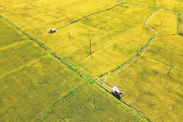 粮食生产  早稻  晚稻  丰收  双抢  农机