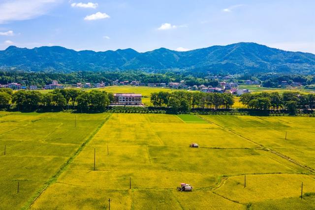 粮食生产  早稻  晚稻  丰收  双抢  农机