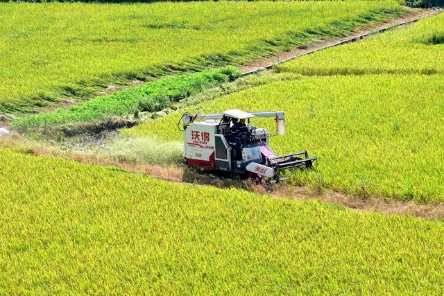 粮食生产  早稻  晚稻  丰收  双抢  农机