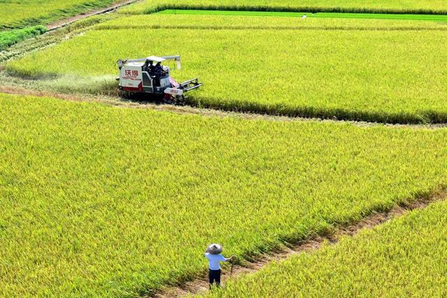 粮食生产  早稻  晚稻  丰收  双抢  农机