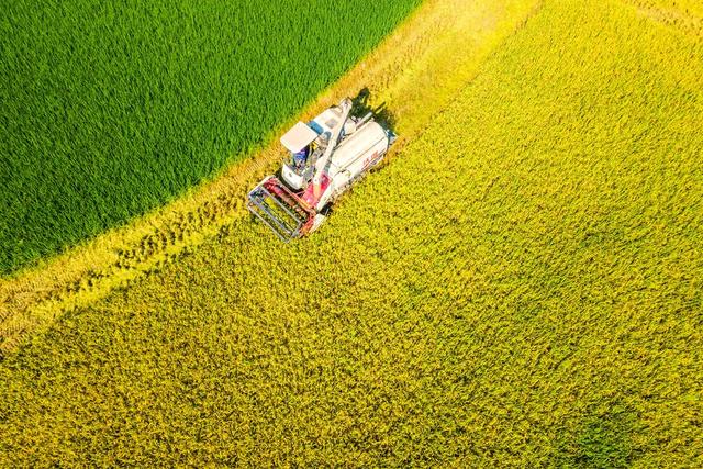 粮食生产  早稻  晚稻  丰收  双抢  农机