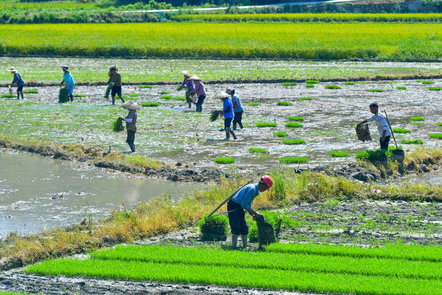 粮食生产  早稻  晚稻  丰收  双抢  农机