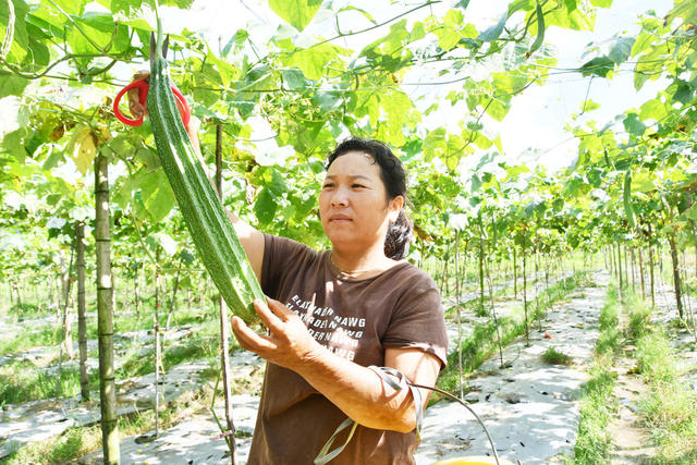   丰富粤港澳大湾区“菜篮子”