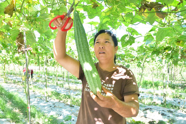   丰富粤港澳大湾区“菜篮子”