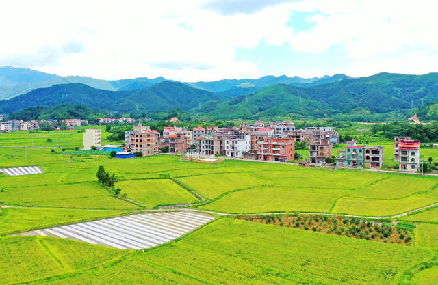 蓝山：稻田“丰”景入画来