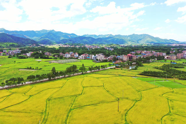 蓝山：稻田“丰”景入画来