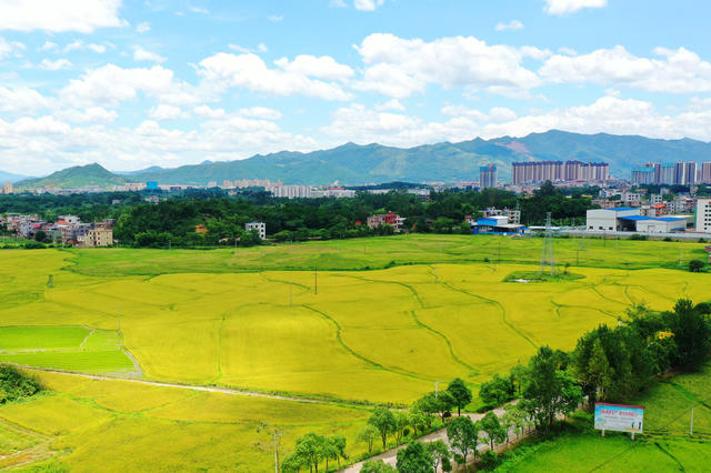 蓝山：稻田“丰”景入画来