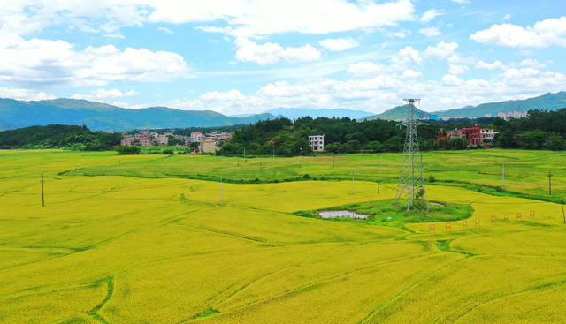 蓝山：稻田“丰”景入画来
