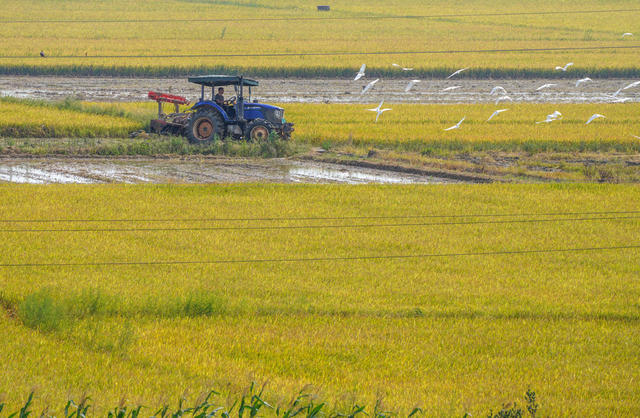 早稻开镰 灾后抢收
