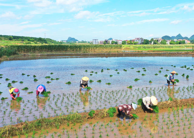 嘉禾：互帮互助忙“双抢”