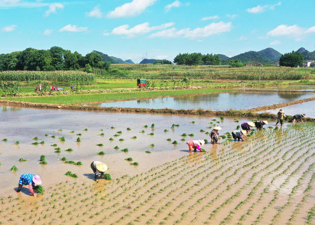 嘉禾：互帮互助忙“双抢”
