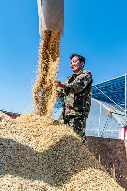 粮食生产  早稻收割