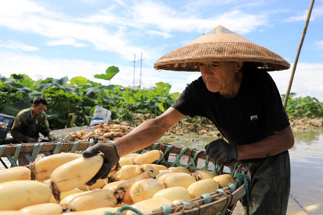 湖南邵东  夏日  藕  丰收  农民  采挖