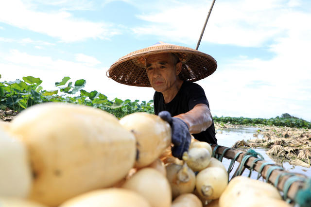 湖南邵东  夏日  藕  丰收  农民  采挖