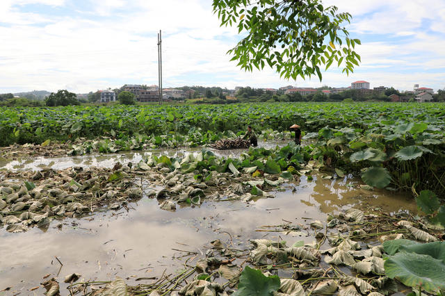 湖南邵东  夏日  藕  丰收  农民  采挖