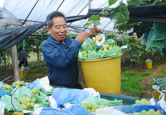 嘉禾    果业种植助增收