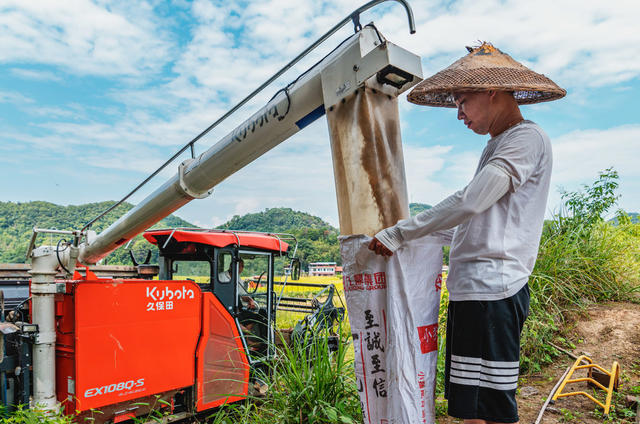 粮食生产 收割中稻  晾晒稻谷
