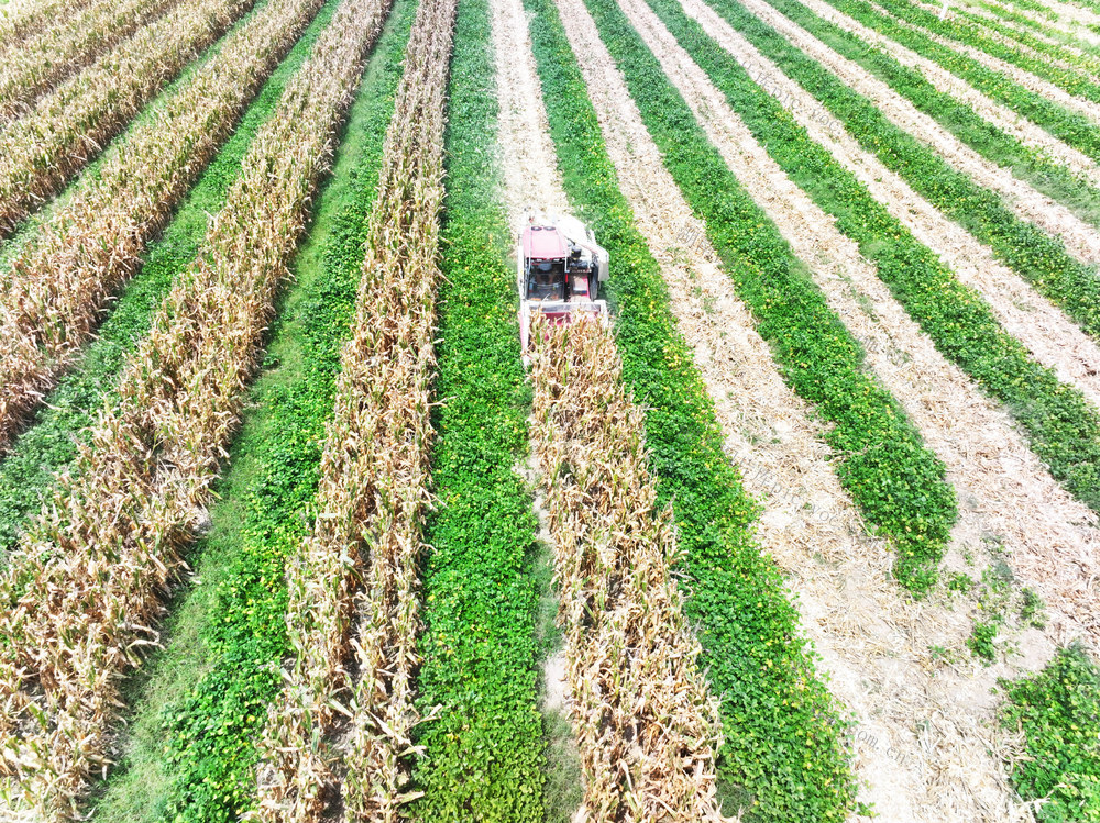 农业  科技助农  大豆玉米带状复合种植  关键技术  耕作效益  一季双收