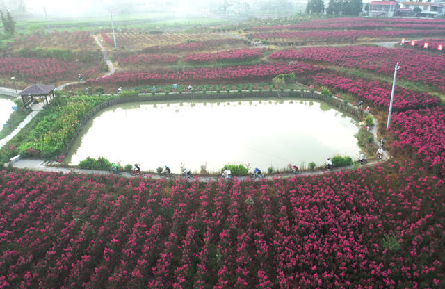 紫薇花  骑行  户外运动  健身  七夕  假期  乡村振兴  文旅发展