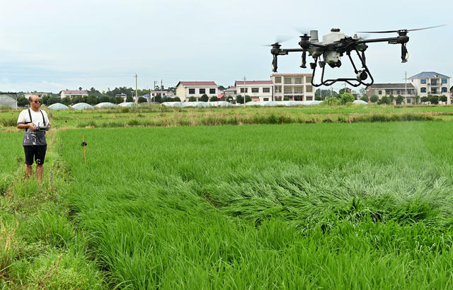 田间管理 水稻 晚稻管护 施肥 除虫 无人机 农技员 粮食生产 喷药