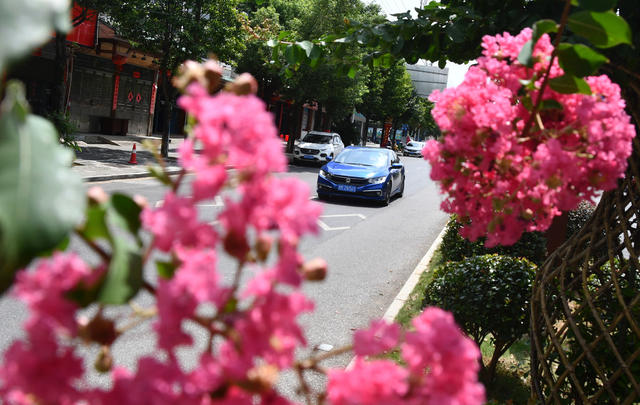 紫薇花开 风景如画