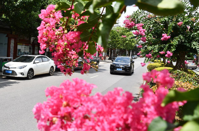 紫薇花开 风景如画