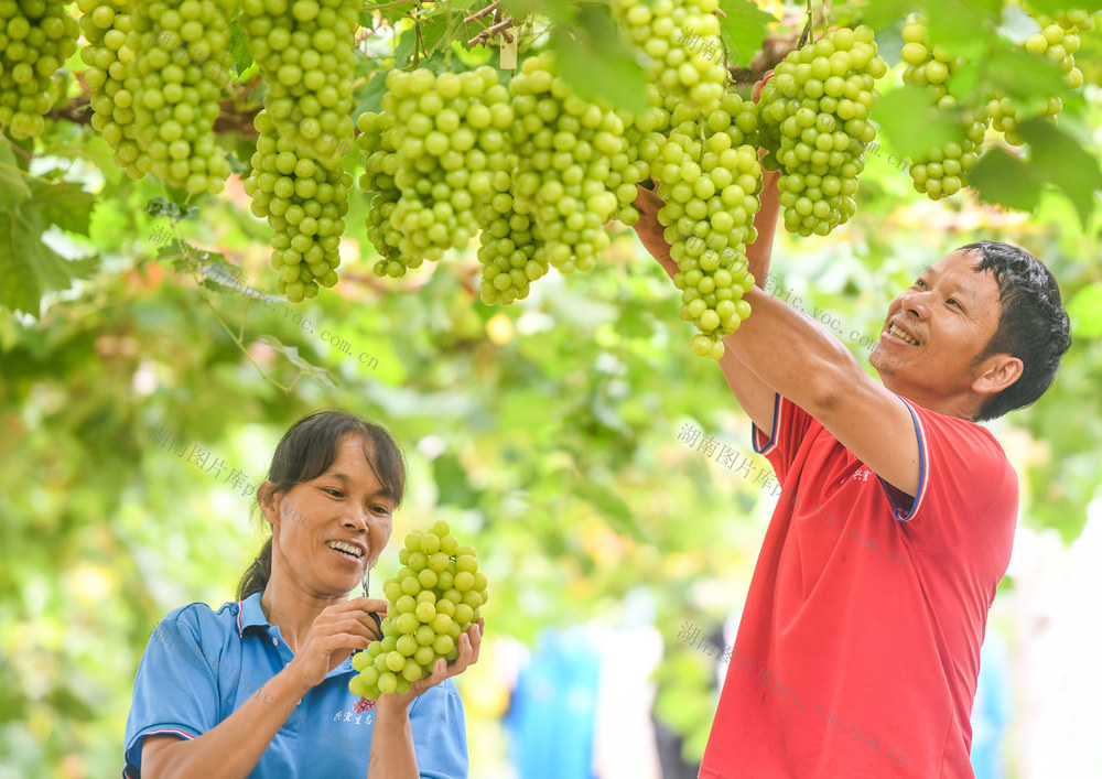 农业
特色
道县
葡萄

