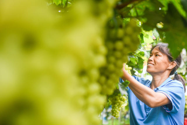 农业
特色
道县
葡萄
