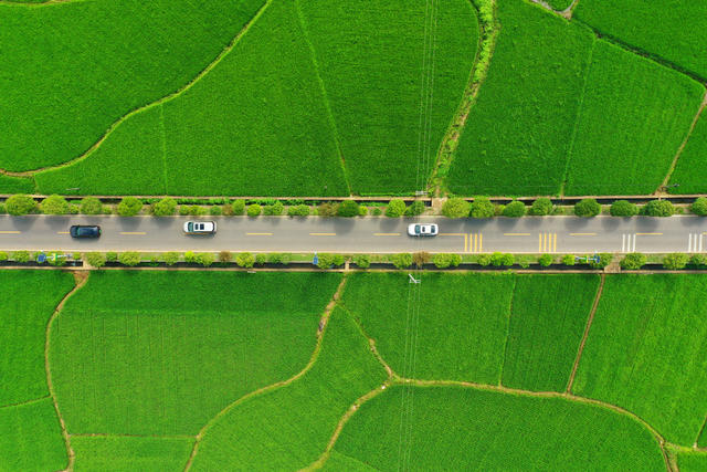 嘉禾：绿茵稻田  生机盎然