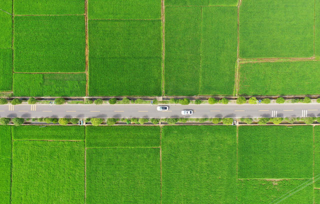 嘉禾：绿茵稻田  生机盎然