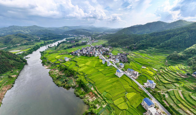 秋景 丰收 稻谷