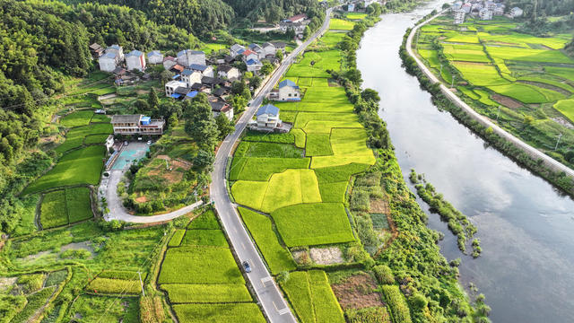 秋景 丰收 稻谷