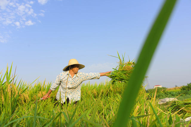 农业   粮食生产  中稻收获  小丘块   人工收割