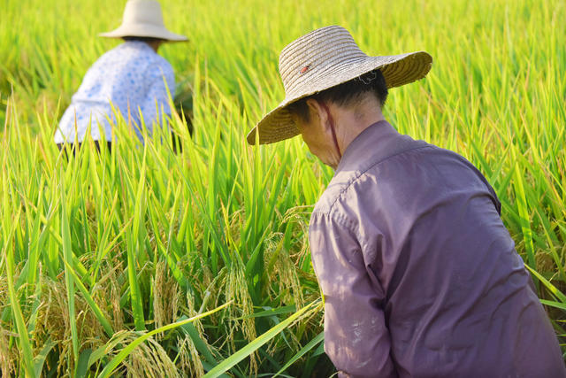 农业   粮食生产  中稻收获  小丘块   人工收割