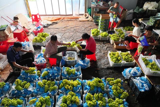 水果 成熟 采摘 市场