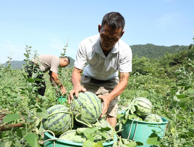  西瓜喜丰收     瓜农采摘忙