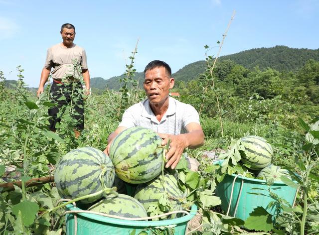  西瓜喜丰收     瓜农采摘忙