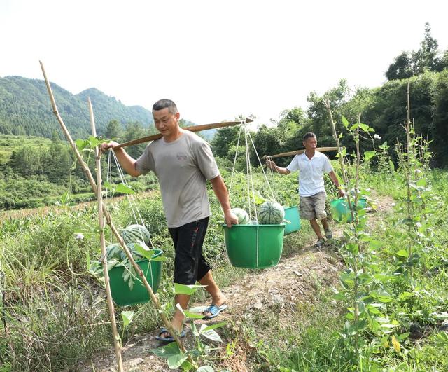  西瓜喜丰收     瓜农采摘忙