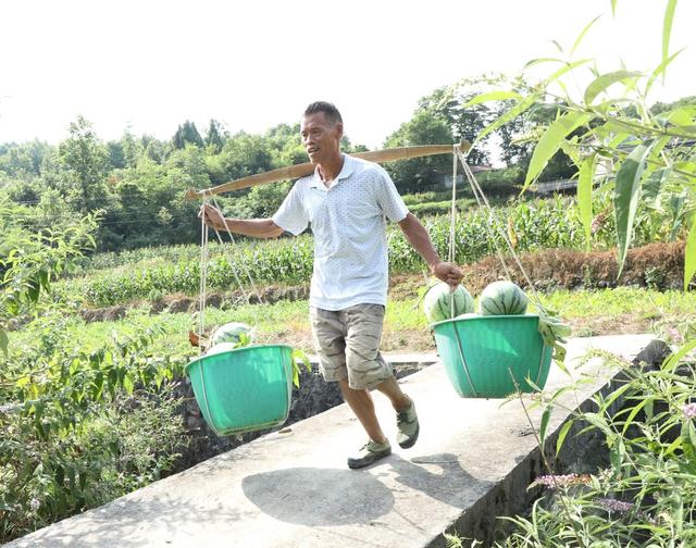  西瓜喜丰收     瓜农采摘忙