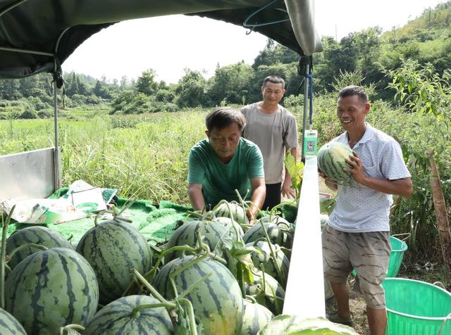  西瓜喜丰收     瓜农采摘忙