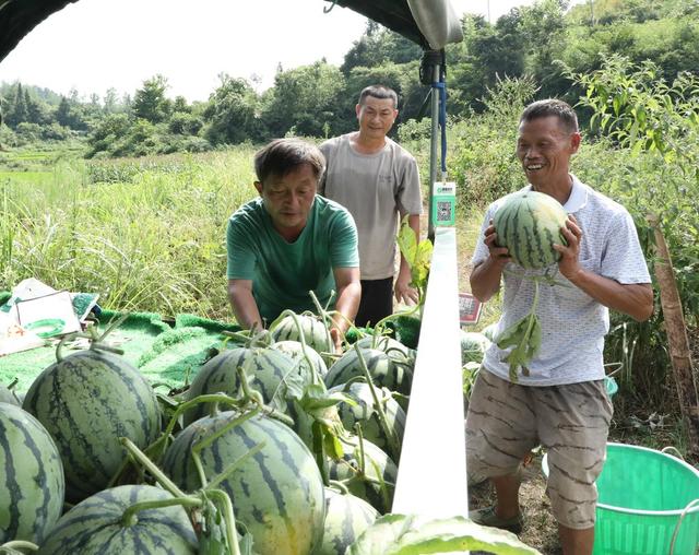  西瓜喜丰收     瓜农采摘忙