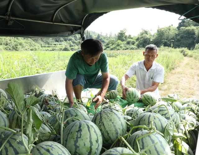  西瓜喜丰收     瓜农采摘忙