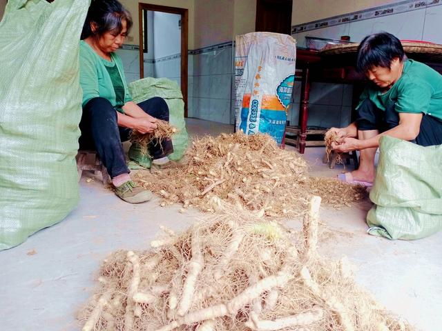 药材 新宁 玉竹 病症