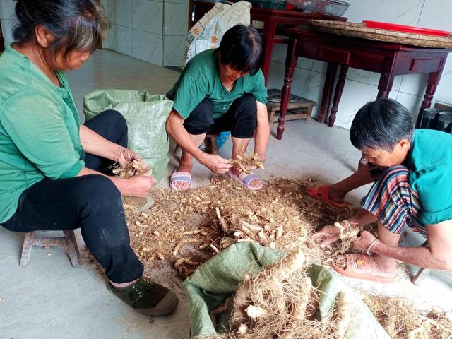 药材 新宁 玉竹 病症