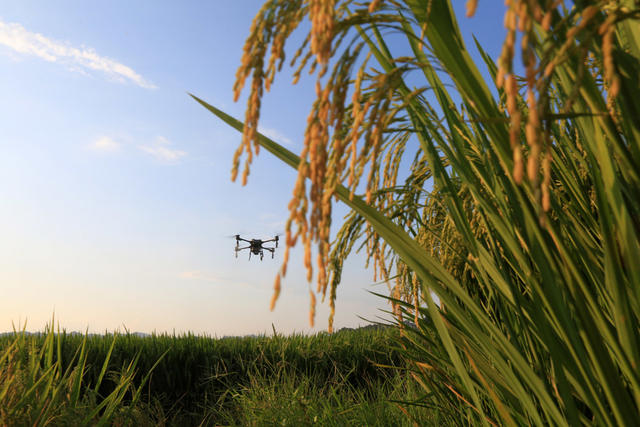 湖南，湘西，水稻，飞防，喷药除虫，丰收，无人机