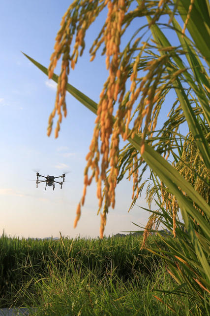 湖南，湘西，水稻，飞防，喷药除虫，丰收，无人机