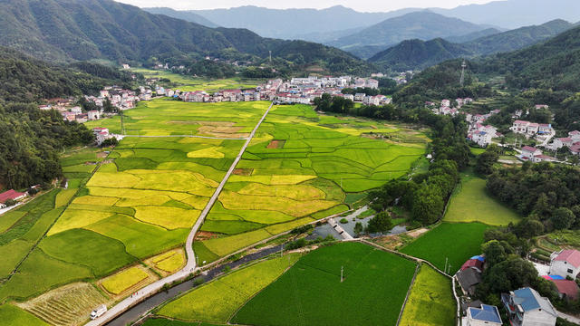 新农村  秋色美  田园美