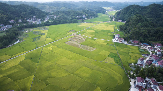 新农村  秋色美  田园美