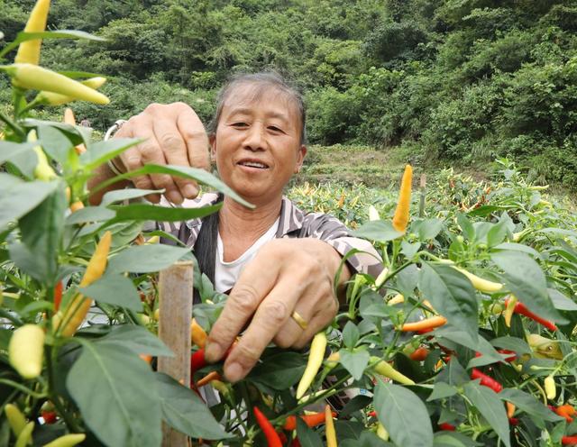  小辣椒“映红”致富路