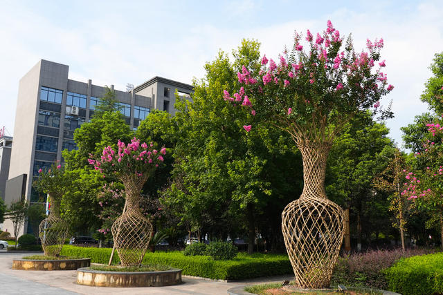 洪江市 黔城镇 紫薇花 生态 绿色